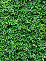 Green leaves with texture,foliage nature green background