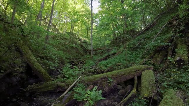 FPV drone footage flying through a green forest ravine, with fallen trees and a small stream showcases the beauty and tranquility of nature