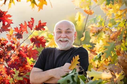 The Autumn. Positive senior playing in the autumn park. Happy senior hold maple leaves and laughing. Outdoor activities in autumn. Fall of leaves. Senior in a park in autumn. Old man in autumnal.