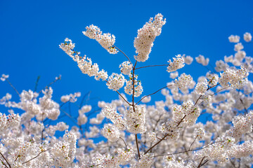 A blooming branch of cherry blossom tree in spring.