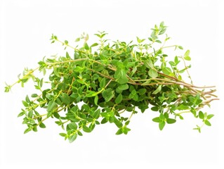 Fototapeta premium Fresh thyme sprig displayed with vibrant green leaves against a crisp white background