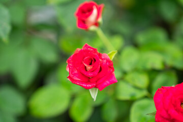Fragrant baby pink roses in rose garden. red roses bloom part eleven