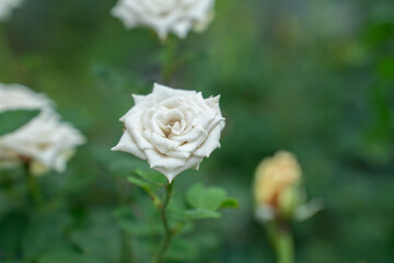 Fragrant baby pink roses in rose garden. red roses bloom part eleven
