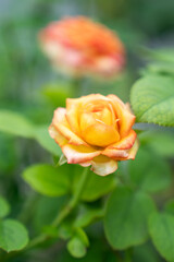 Fragrant baby pink roses in rose garden. red roses bloom part eleven