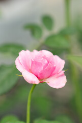 Fragrant baby pink roses in rose garden. red roses bloom part eleven