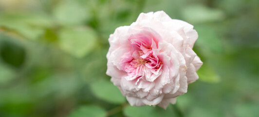 Fragrant baby pink roses in rose garden. red roses bloom part eleven