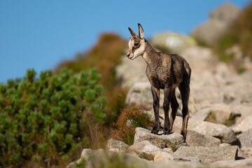 Portrait of little wild goat on mountain hill outdoors in summer