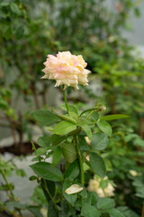 Obraz premium Fragrant baby yellow roses in rose garden. red roses bloom part eleven