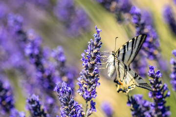 Flambé (Iphiclides podalirius) foraging on a sprig of lavender in Provence
