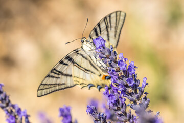 Flambé (Iphiclides podalirius) foraging on a sprig of lavender in Provence