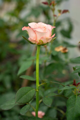 Fragrant baby pink roses in rose garden. red roses bloom part eleven