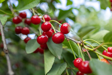 Branch of ripe cherries on a tree in a garden