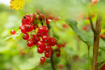 Branch of ripe red currant in a garden