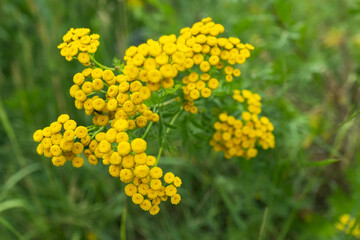 Yellow tansy flowers Tanacetum vulgare, common tansy, bitter button