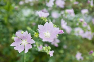 Blooming Malva Thuringiaca plant grows in the meadow