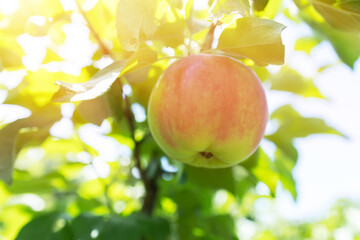 fresh and juicy apples ready for harvest in the apple plantation