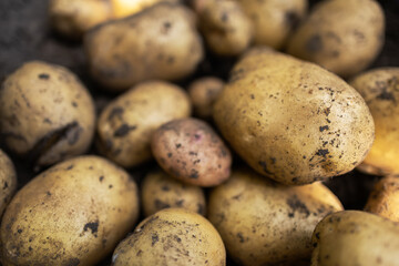 The concept of growing food. Fresh organic new potatoes in a farmer's field. A rich harvest of tubers on the ground
