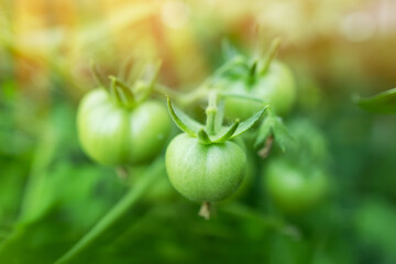 A green tomato on a bush with a small green beetle. A green tomato ripens on a green bite.