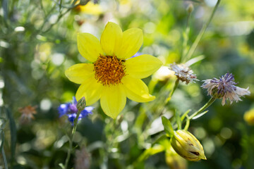 Yellow dahlia flower is blooming in the garden. A wonderful yellow dahlia, a summer flower.