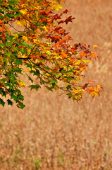 autumn leaves in the forest
