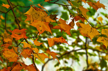 autumn leaves in the forest
