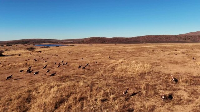 Blesbok antelope herd running in formation at top speed, in slow motion across African savannah grassland - captured with a drone