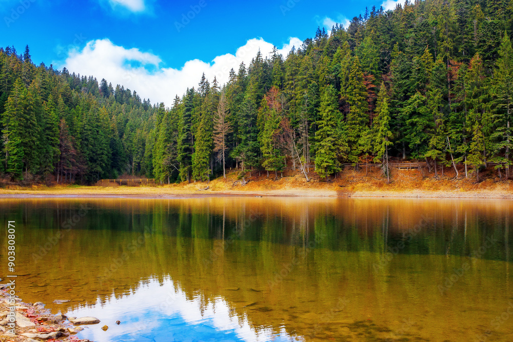 Canvas Prints alpine lake among spruce forest in autumn. landscape in carpathian mountains on a sunny weather. bea