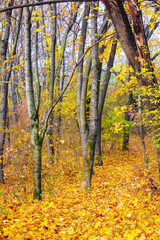 Obraz premium colorful maple trees in autumn. urban park on a sunny day. beautiful nature background