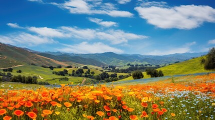 Obraz premium Rolling hills covered in vibrant wildflowers under a clear blue sky