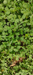 green leaves background
