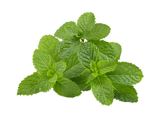mint leafs isolated on transparent png © Chaaim