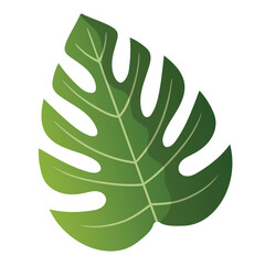 Monstera leaf vector illustration, isolated on white background, green tropical plant leaves clip art
