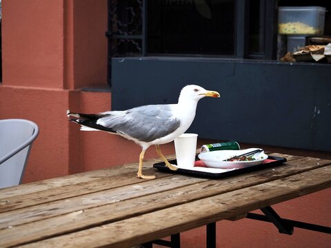A seagull is perched on a terrace of a city bar, pecking at leftover food scraps. The presence of birds eating human food in public spaces is a growing problem in urban areas