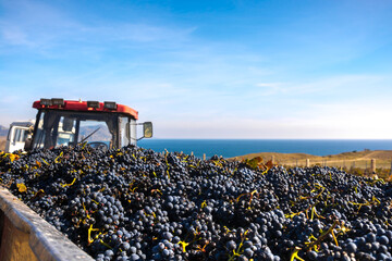 Harvesting grapes