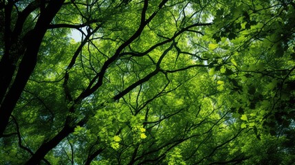 branches green pattern