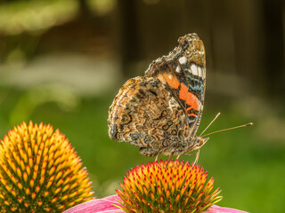 Red Admiral butterfly resting on echinacea flower