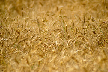 selective focus of a wheat grain crop in a field in a farm growing in rows. growing a crop in a of wheat seed heads mature ready to harvest.