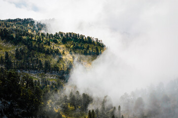 Mer de nuages dans la forêt 