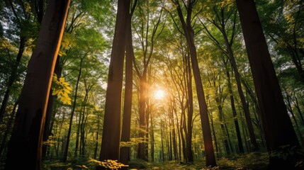 Obraz premium sunlight trees from below