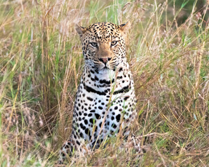 Female Leopard in the Serengeti