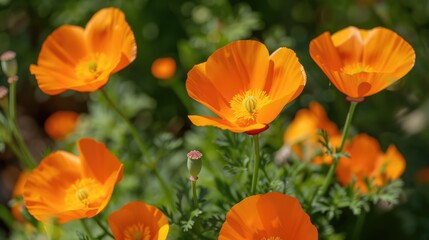 A bundle of bright orange flowers growing naturally in a lush green field