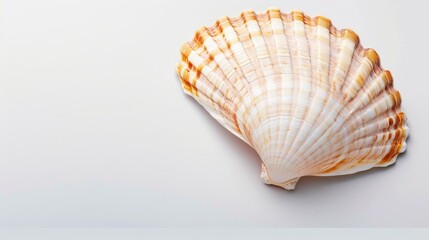 Obraz premium High-resolution image of a seashell with fine ridges, isolated on a clear background with a wide area for copy text