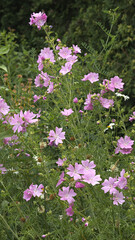 Pink flowers of musk-mallow (Malva moschata)  in naturalistic garden. 