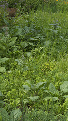 Meadow in naturalistic garden in late spring. 