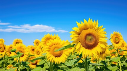 Obraz premium yellow spring solar