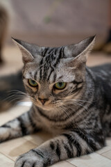Cute Cat Animal Portrait Photo