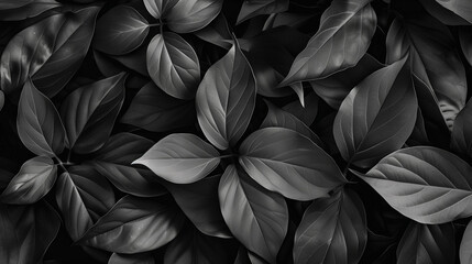 Dark green leaves close up, black and white photography