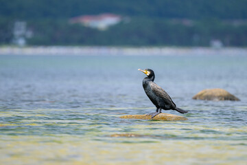 A Great Cormorant standing on a rock