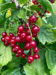 red currant branch, harvesting berries