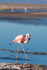 Flamingo wading in Laguna Chaxa's shallow waters © Carles